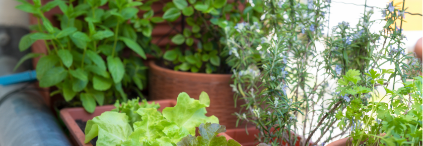 Frische Kräuter und Pflanzen für den Balkon